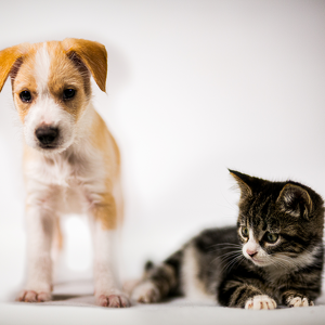 Team Page: Houston SPCA Animals!